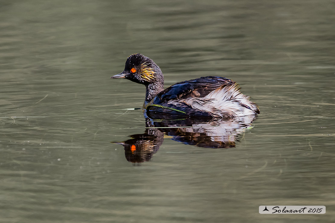 Podiceps nigricollis:  Svasso piccolo maschio (in abito estivo) ;  Black-necked Grebe male  (in summer time)