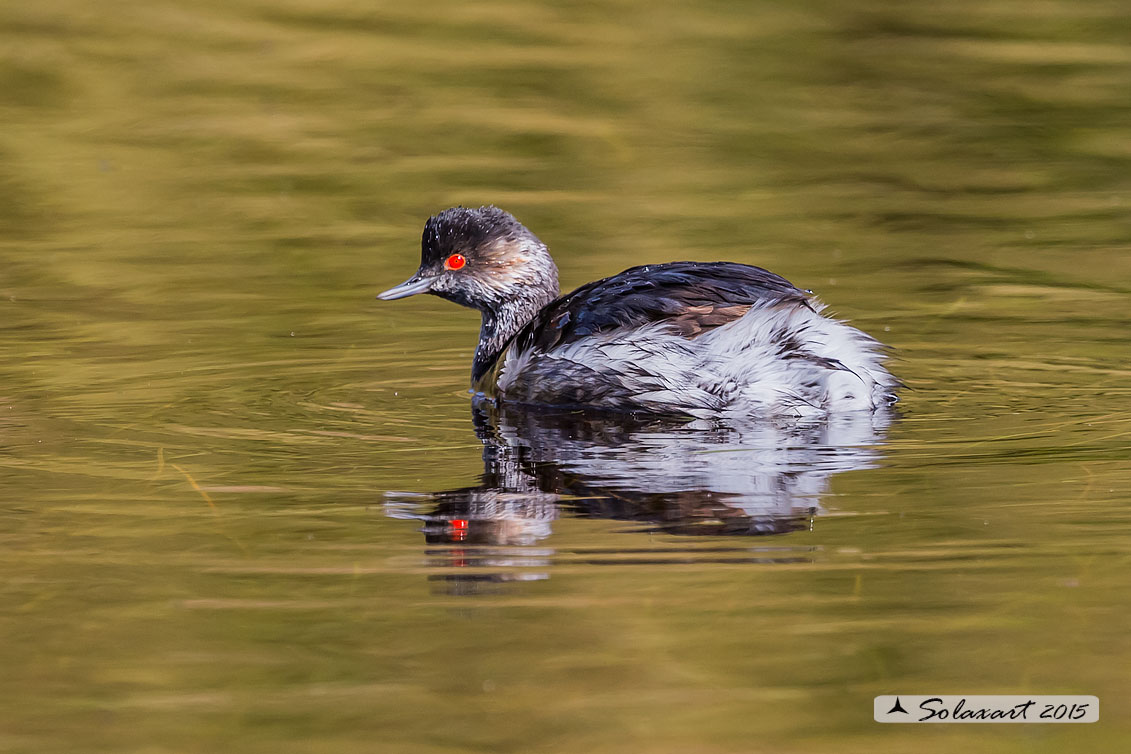 Podiceps nigricollis: Svasso piccolo maschio (abito invernale); Black-necked Grebe male (winter dress)