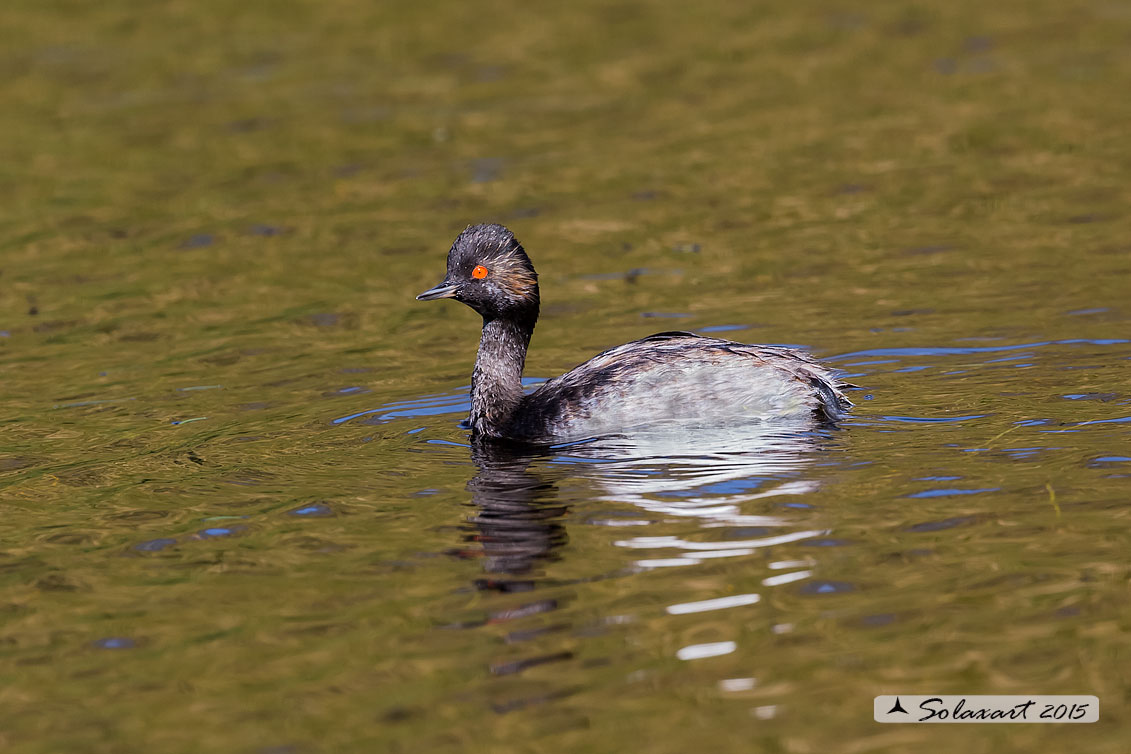 Podiceps nigricollis:  Svasso piccolo femmina (in abito estivo);  Black-necked Grebe female  (in summer time)