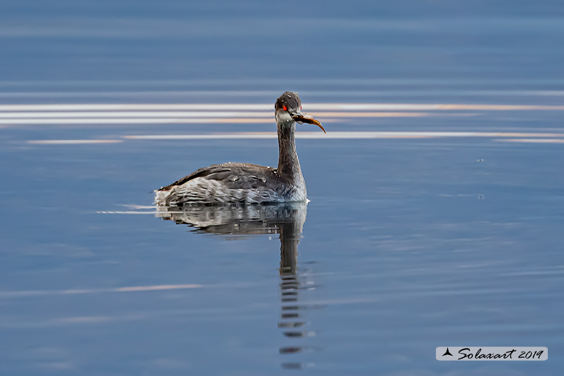 Podiceps nigricollis: Svasso piccolo maschio (abito invernale); Black-necked Grebe male (winter dress)