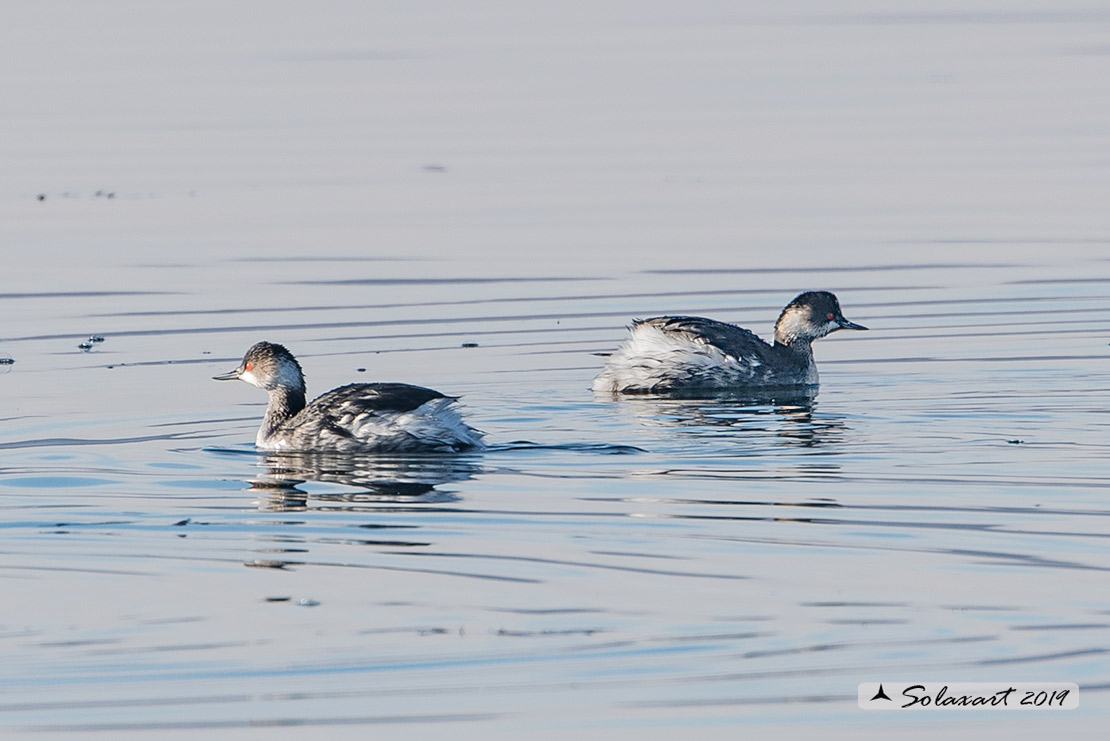 Podiceps nigricollis: Svasso piccolo maschio (abito invernale); Black-necked Grebe male (winter dress)