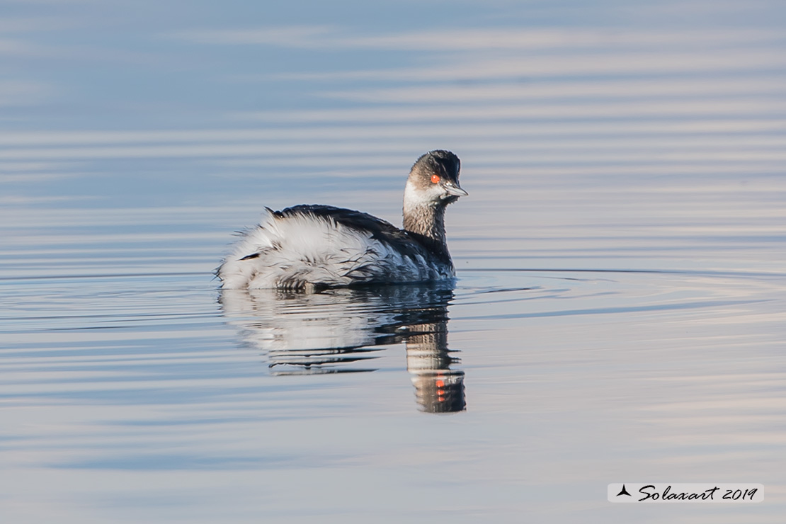 Podiceps nigricollis: Svasso piccolo maschio (abito invernale); Black-necked Grebe male (winter dress)