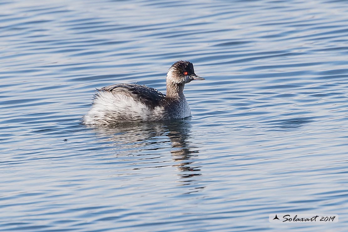 Podiceps nigricollis: Svasso piccolo maschio (abito invernale); Black-necked Grebe male (winter dress)