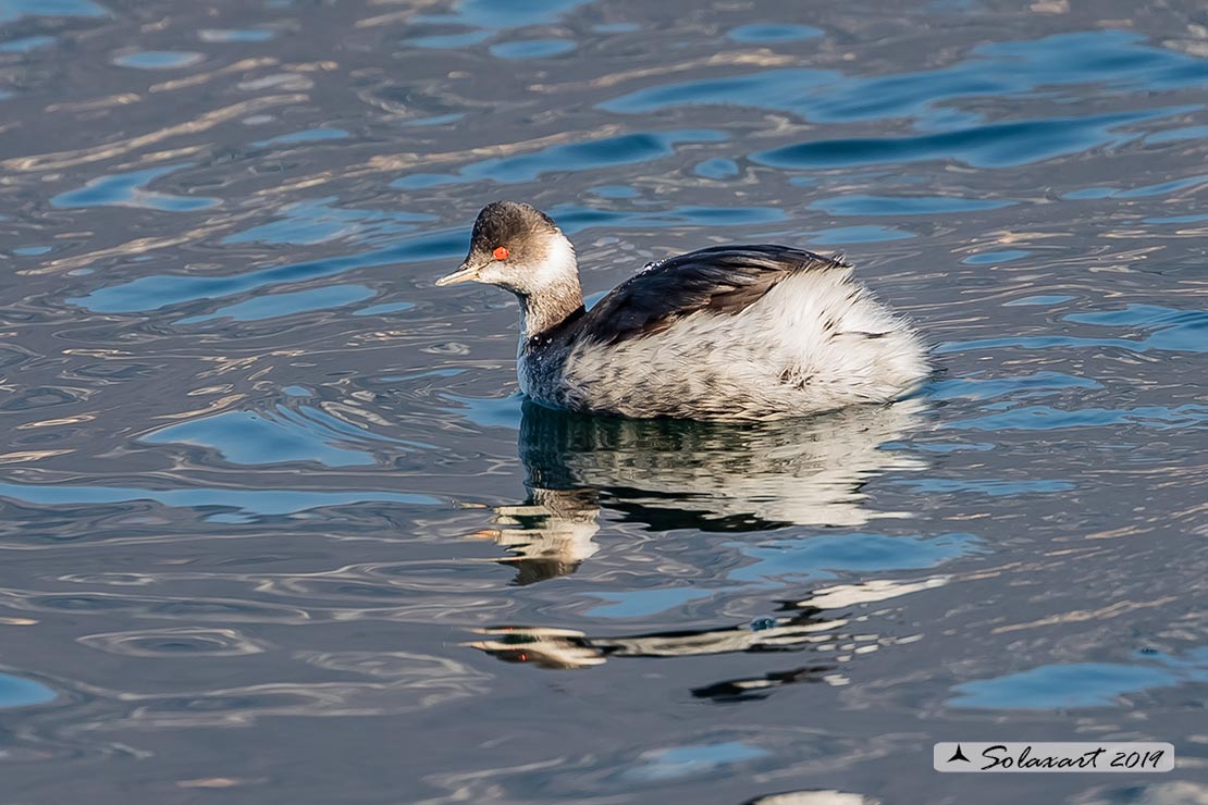 Podiceps nigricollis: Svasso piccolo maschio (abito invernale); Black-necked Grebe male (winter dress)