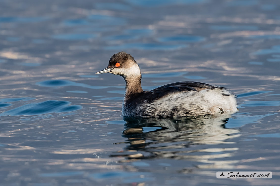 Podiceps nigricollis: Svasso piccolo maschio (abito invernale); Black-necked Grebe male (winter dress)