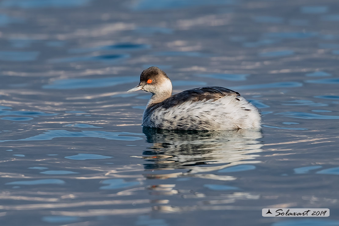Podiceps nigricollis: Svasso piccolo maschio (abito invernale); Black-necked Grebe male (winter dress)