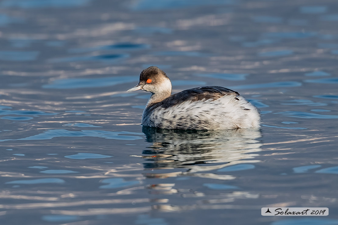 Podiceps nigricollis: Svasso piccolo maschio (abito invernale); Black-necked Grebe male (winter dress)