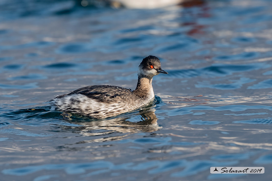 Podiceps nigricollis: Svasso piccolo maschio (abito invernale); Black-necked Grebe male (winter dress)