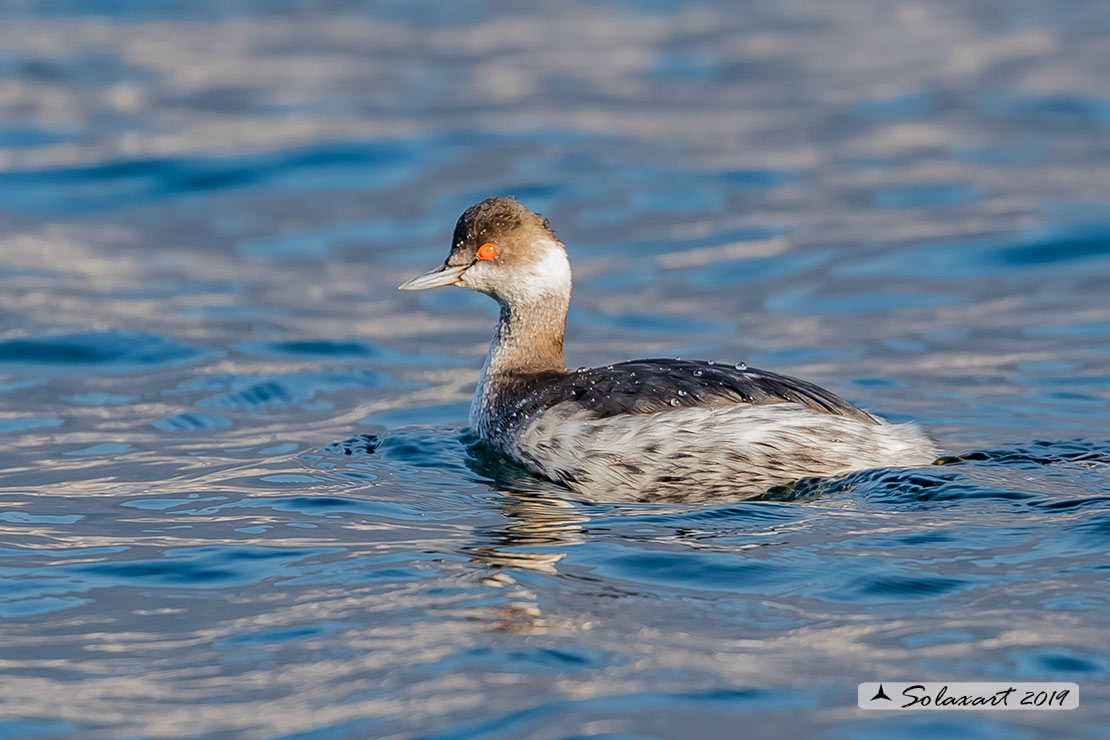 Podiceps nigricollis: Svasso piccolo maschio (abito invernale); Black-necked Grebe male (winter dress)