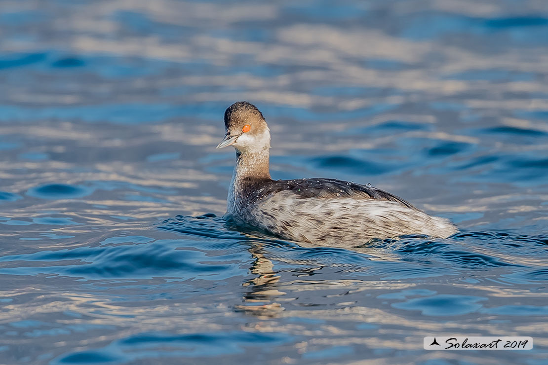 Podiceps nigricollis: Svasso piccolo maschio (abito invernale); Black-necked Grebe male (winter dress)