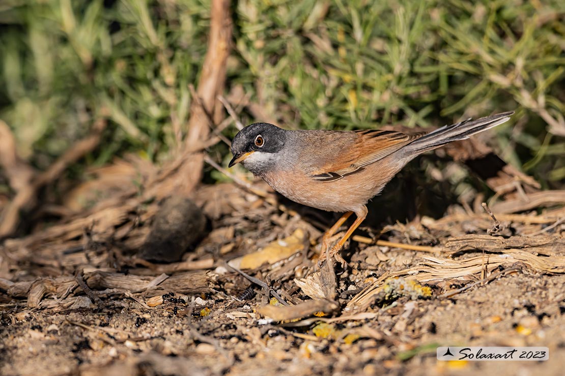 Sylvia conspicillata: Sterpazzola di Sardegna; Spectacled Warbler