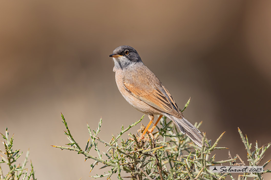 Sylvia conspicillata: Sterpazzola di Sardegna; Spectacled Warbler