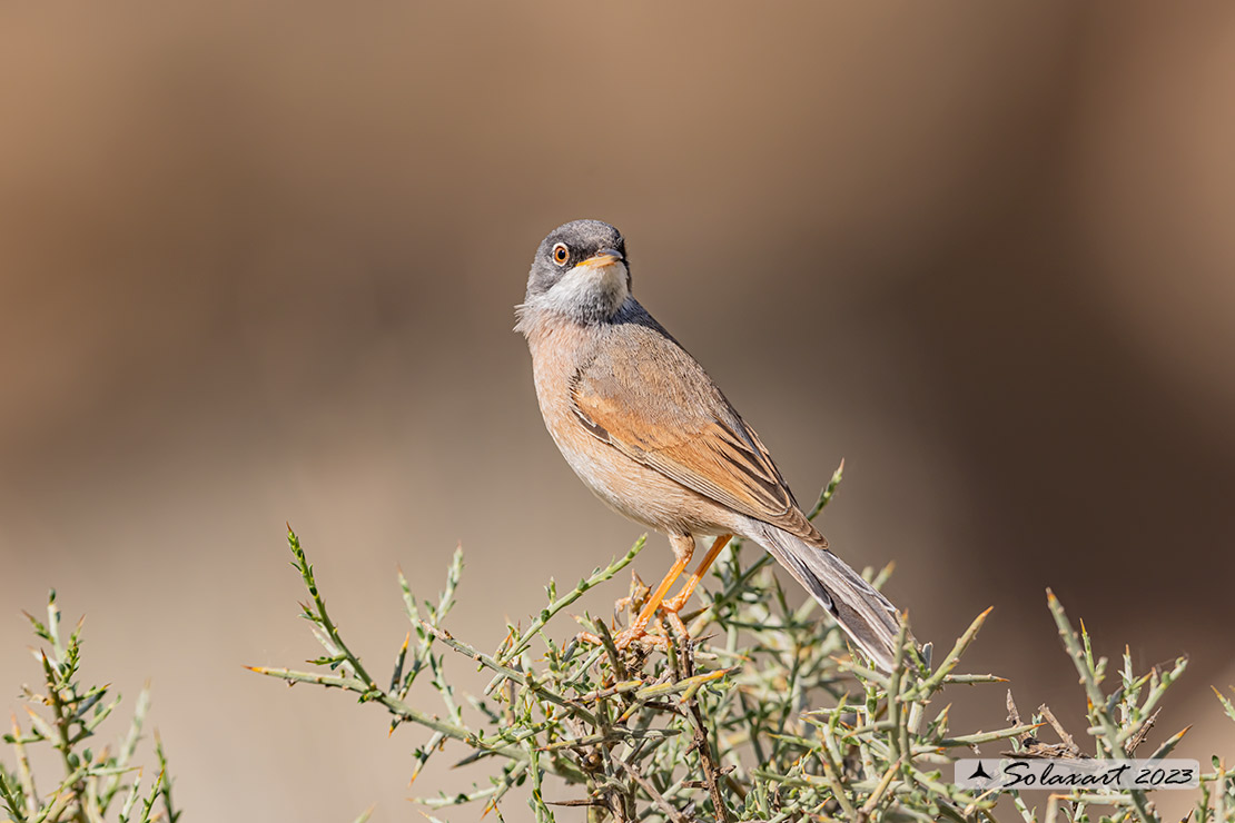 Sylvia conspicillata: Sterpazzola di Sardegna; Spectacled Warbler