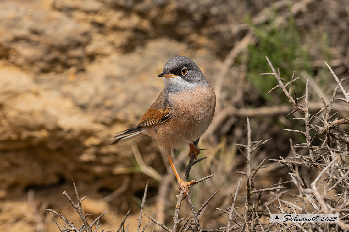 Sylvia conspicillata: Sterpazzola di Sardegna; Spectacled Warbler