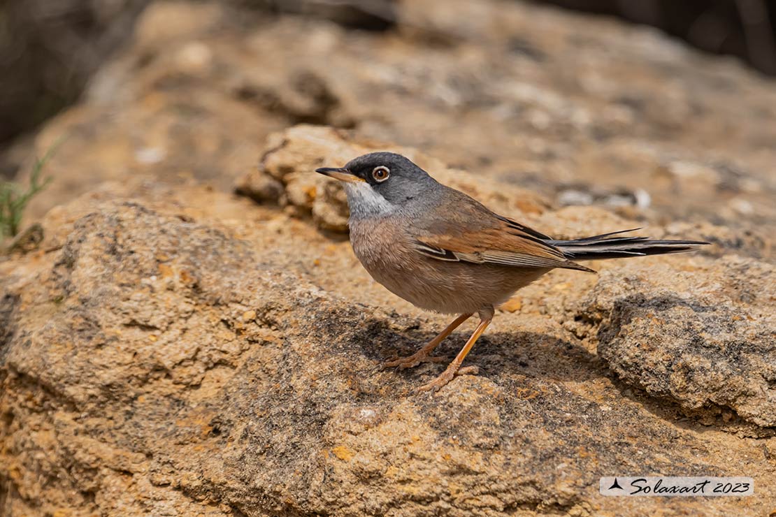 Sylvia conspicillata: Sterpazzola di Sardegna; Spectacled Warbler