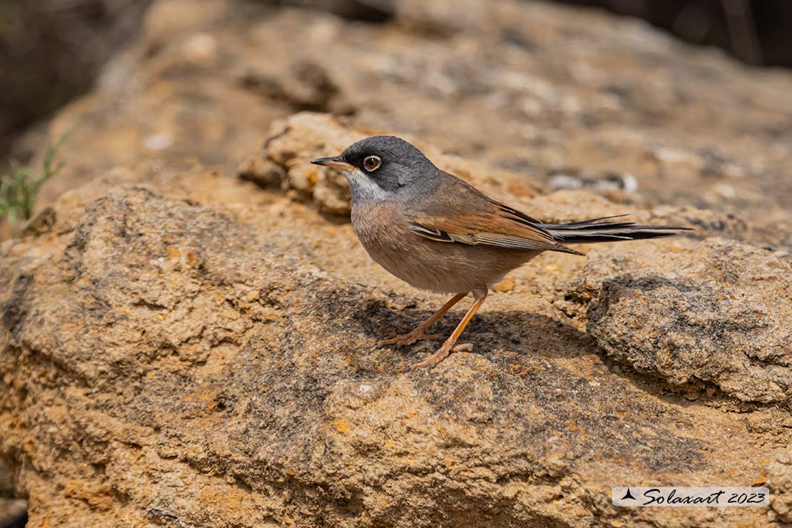 Sylvia conspicillata: Sterpazzola di Sardegna; Spectacled Warbler