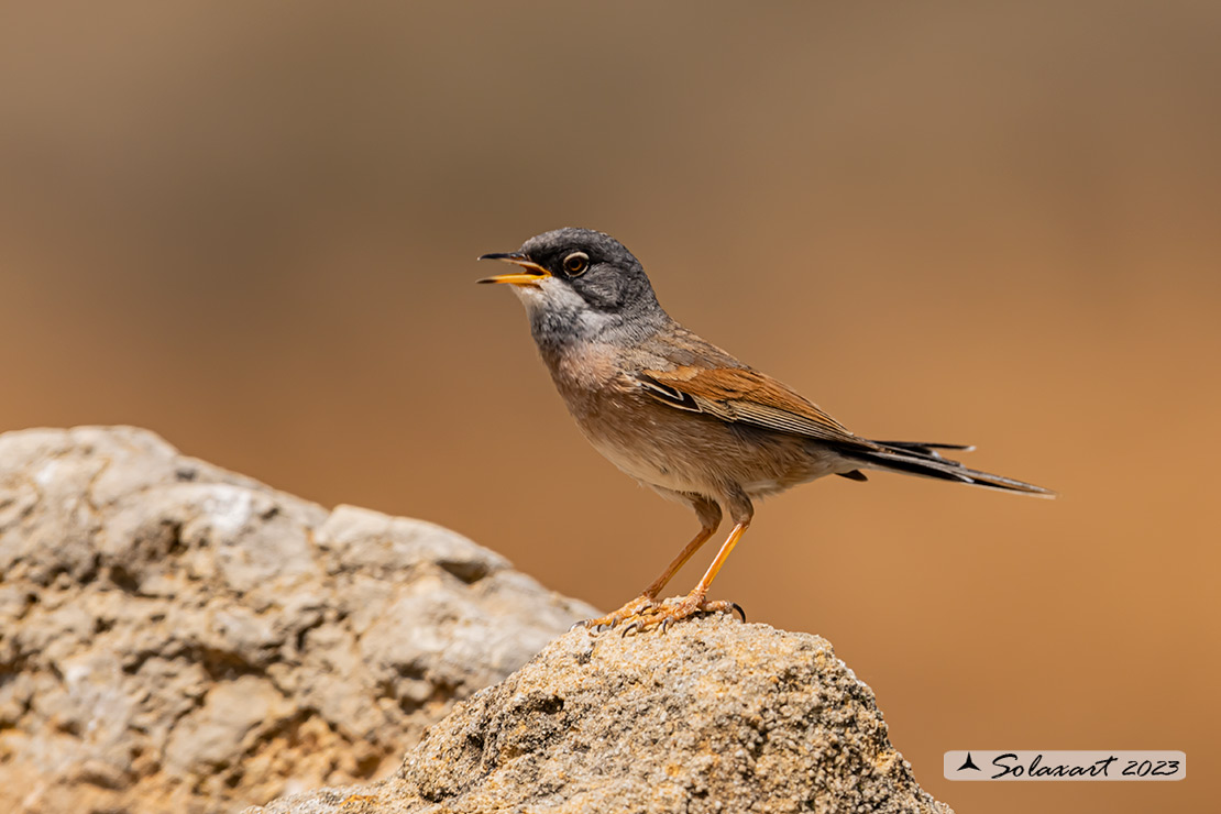 Sylvia conspicillata: Sterpazzola di Sardegna; Spectacled Warbler