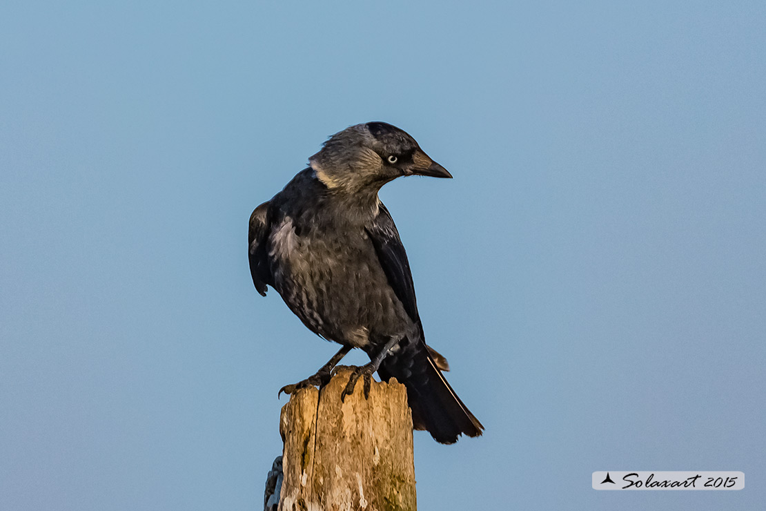 Coloeus monedula:   Taccola ;   Western jackdaw 