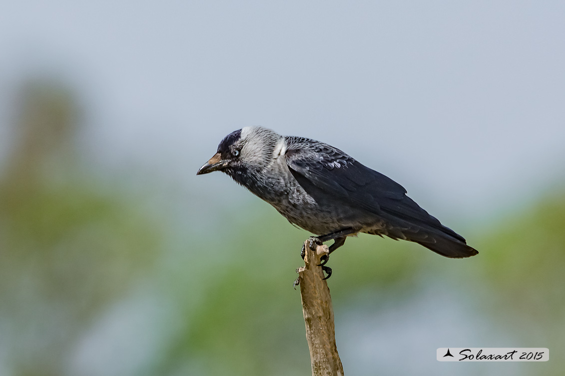 Coloeus monedula:   Taccola ;   Western jackdaw 