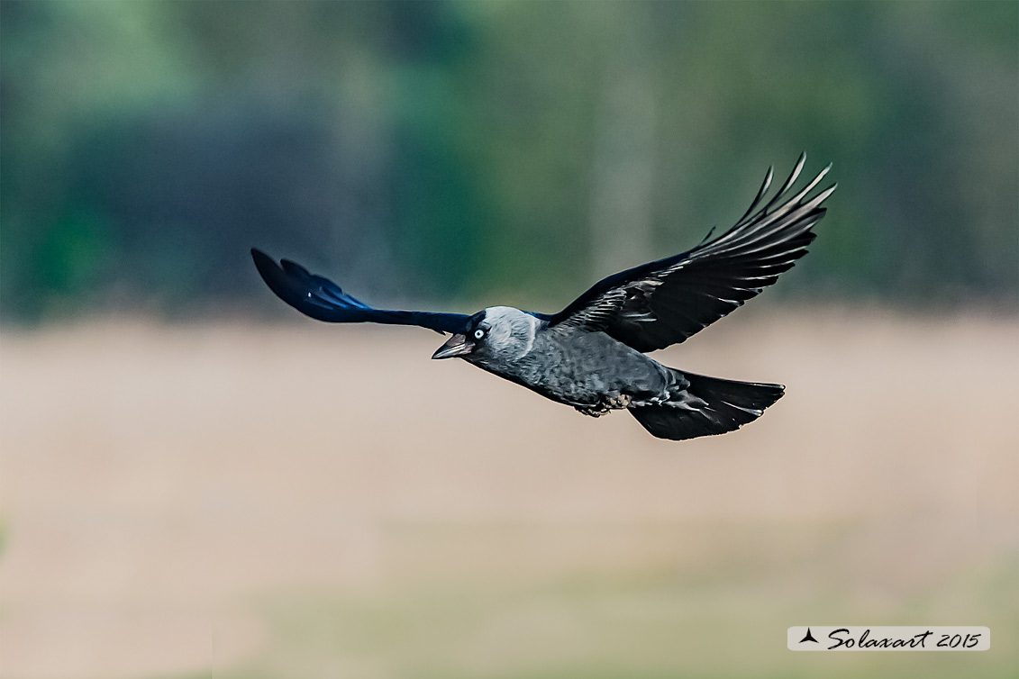Coloeus monedula:   Taccola ;   Western jackdaw 