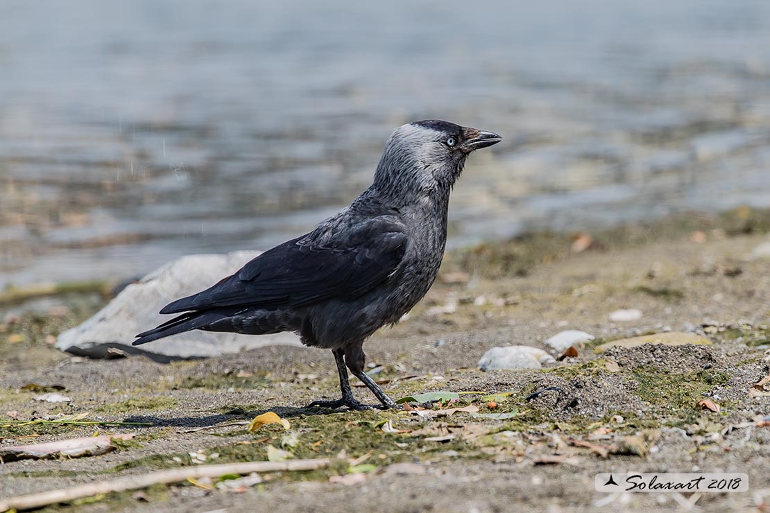 Coloeus monedula:   Taccola ;   Western jackdaw 