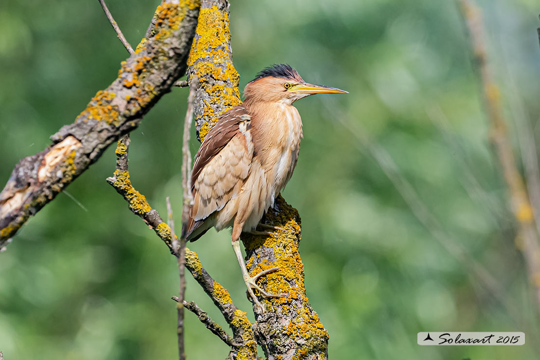 Ixobrychus minutus: Tarabusino (femmina) ; Little Bittern (female)