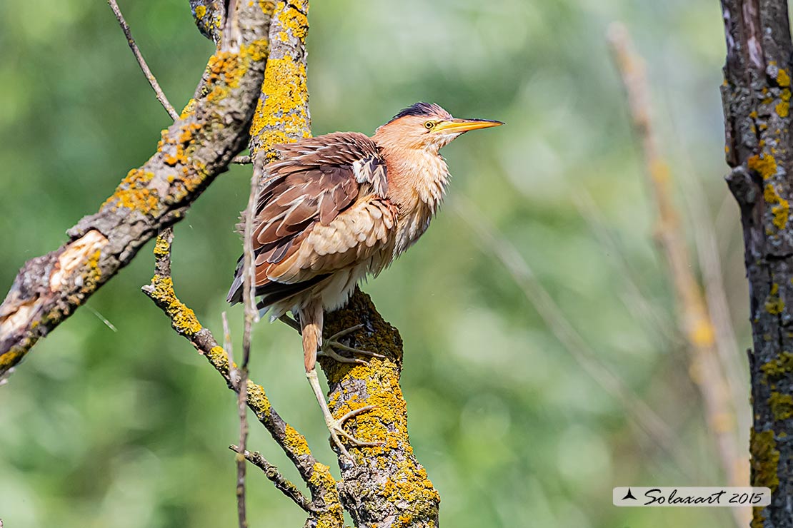 Ixobrychus minutus: Tarabusino (femmina) ; Little Bittern (female)