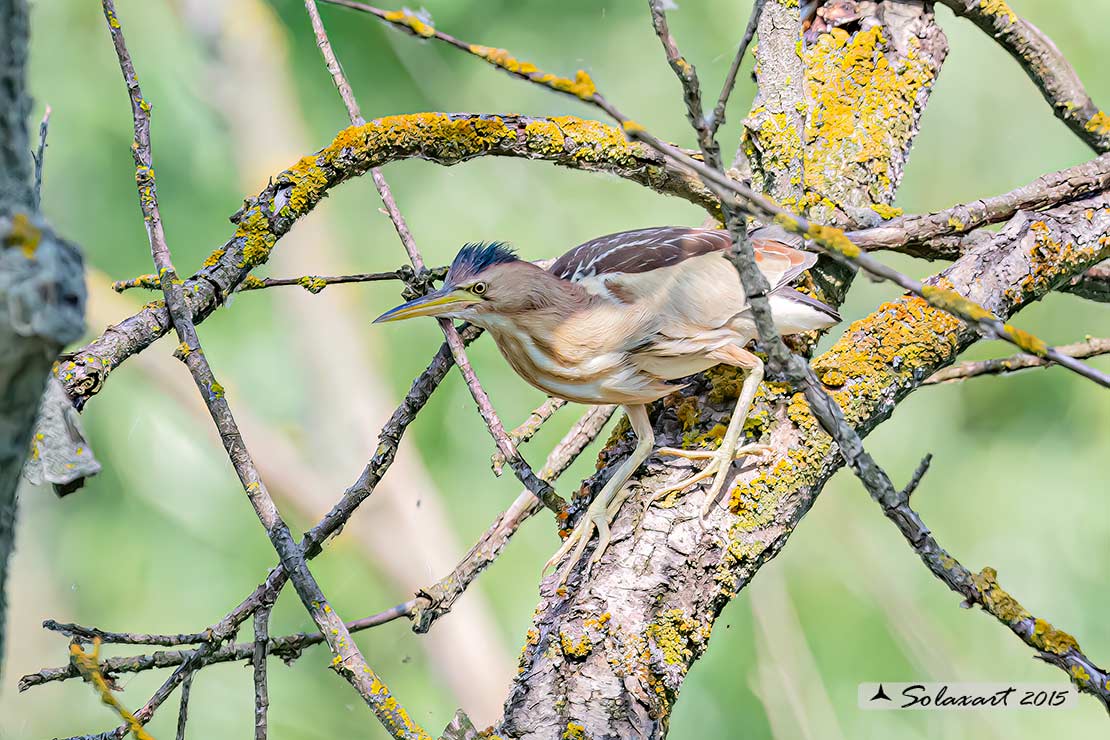 Ixobrychus minutus: Tarabusino (femmina) ; Little Bittern (female)