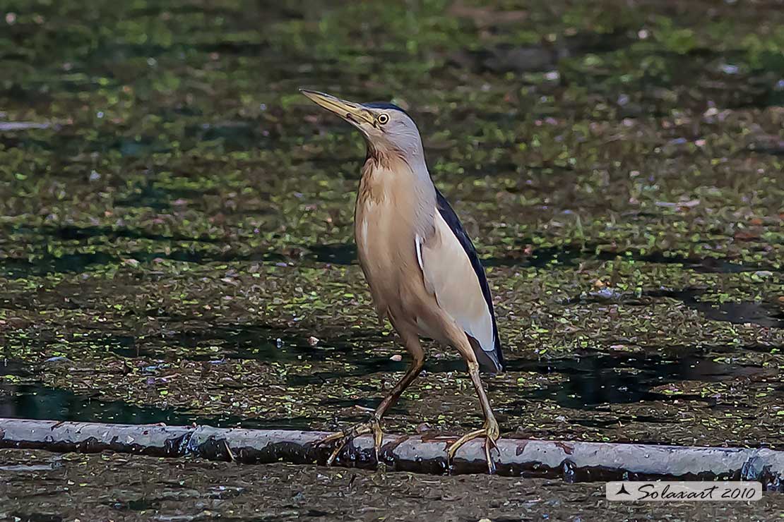 Tarabusino (Ixobrychus minutus)