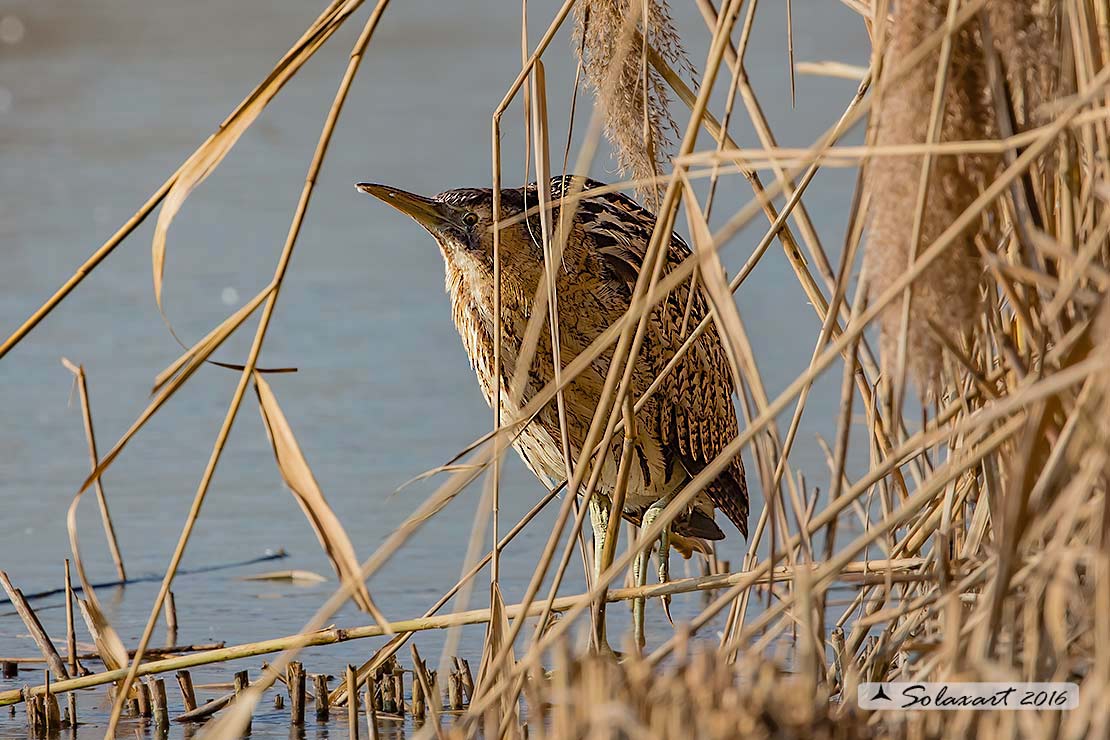 Botaurus stellaris: Tarabuso; Eurasian Bittern