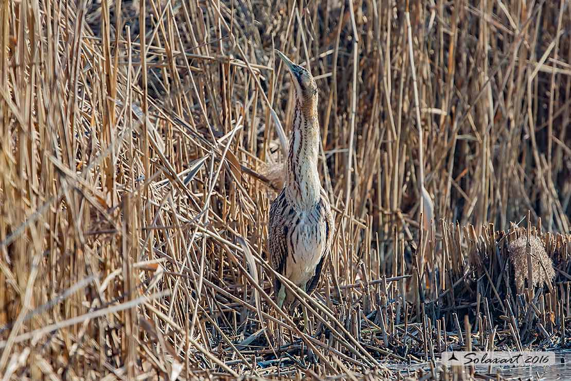 Botaurus stellaris: Tarabuso; Eurasian Bittern