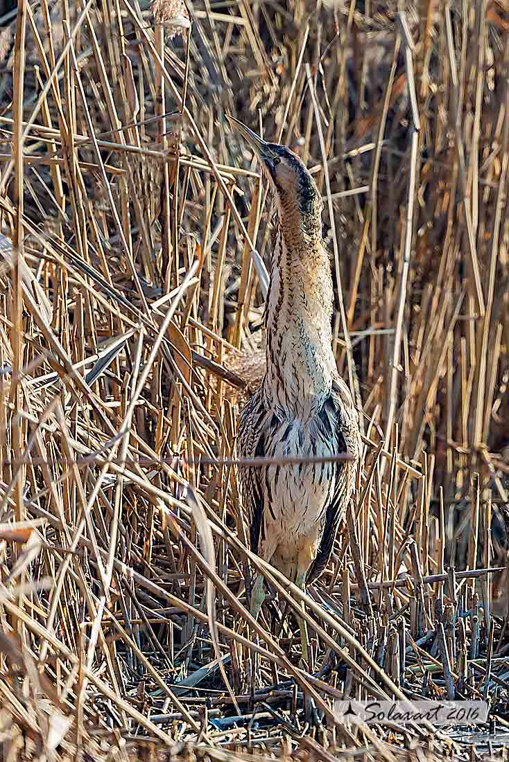 Botaurus stellaris: Tarabuso; Eurasian Bittern