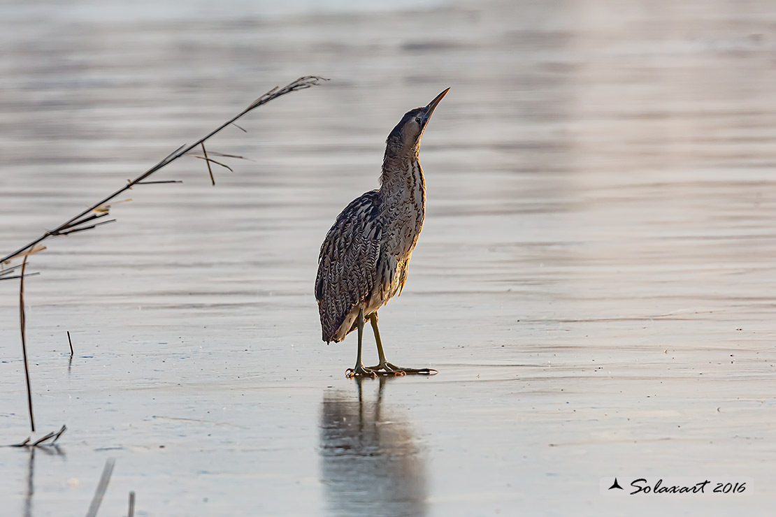 Botaurus stellaris: Tarabuso; Eurasian Bittern