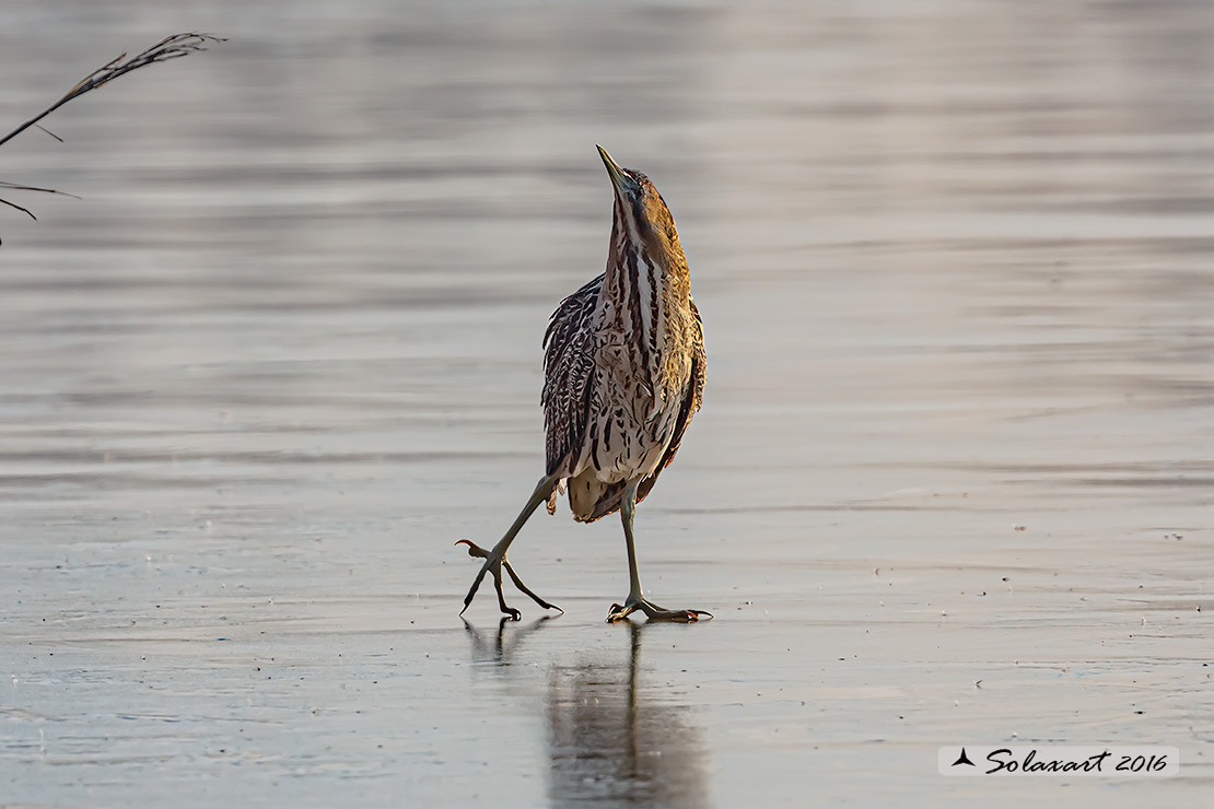 Botaurus stellaris: Tarabuso; Eurasian Bittern