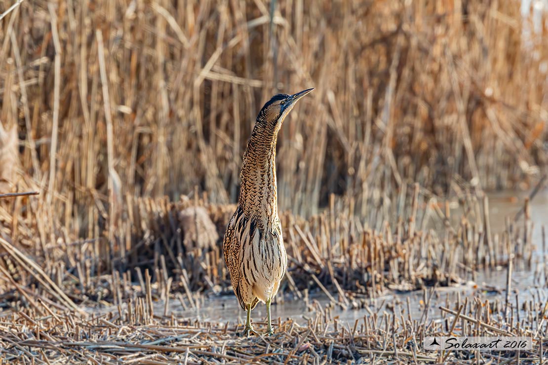 Botaurus stellaris: Tarabuso; Eurasian Bittern