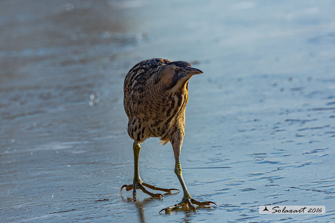Botaurus stellaris: Tarabuso; Eurasian Bittern