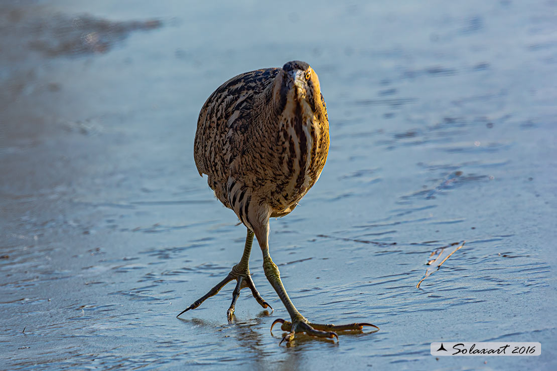 Botaurus stellaris: Tarabuso; Eurasian Bittern