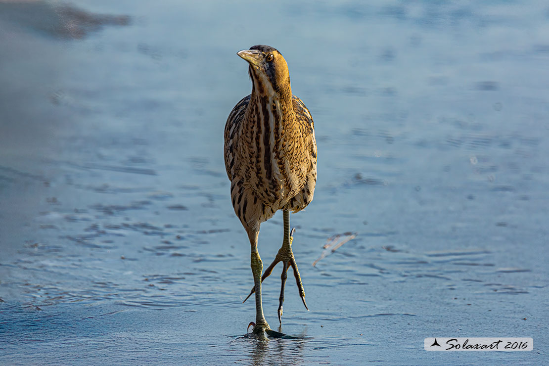 Botaurus stellaris: Tarabuso; Eurasian Bittern