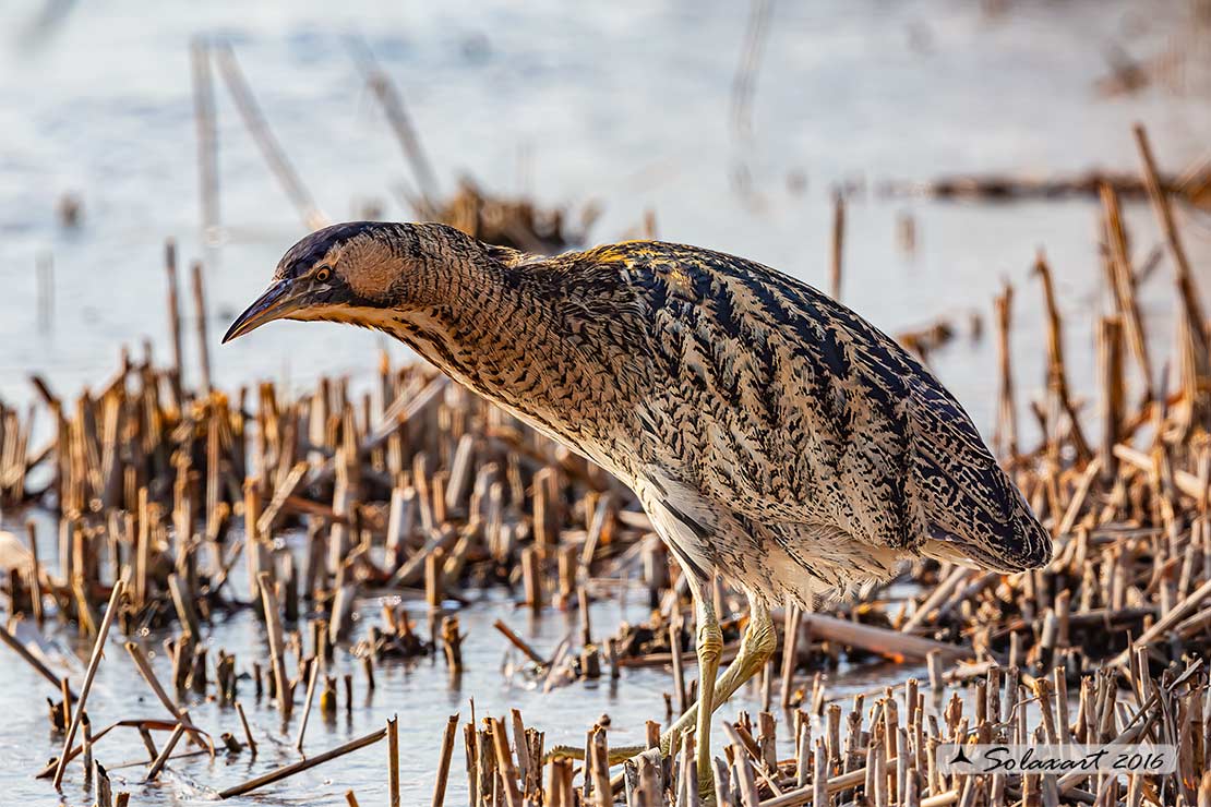 Botaurus stellaris: Tarabuso; Eurasian Bittern