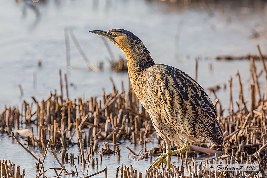 Botaurus stellaris: Tarabuso; Eurasian Bittern