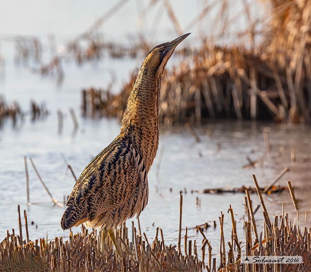 Botaurus stellaris: Tarabuso; Eurasian Bittern