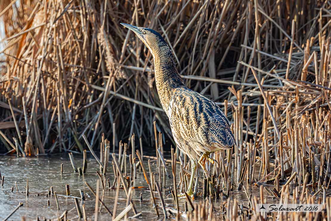 Botaurus stellaris: Tarabuso; Eurasian Bittern