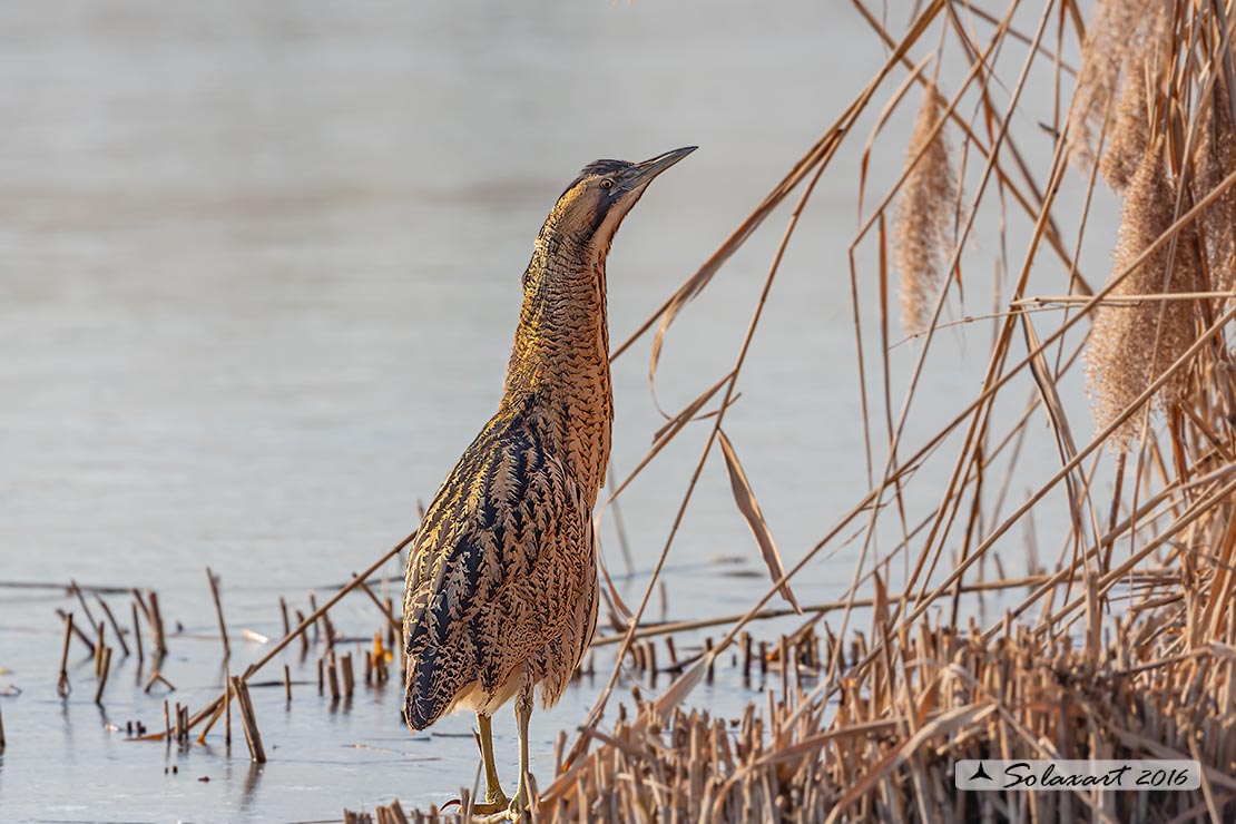 Botaurus stellaris: Tarabuso; Eurasian Bittern