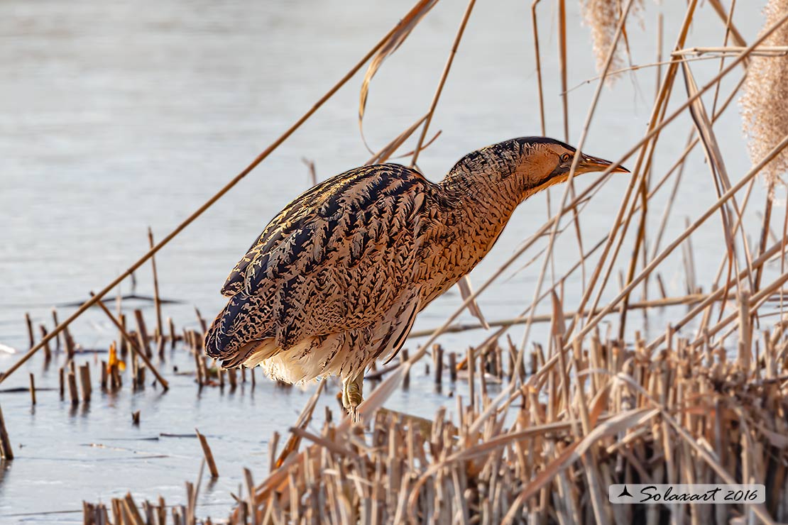 Botaurus stellaris: Tarabuso; Eurasian Bittern