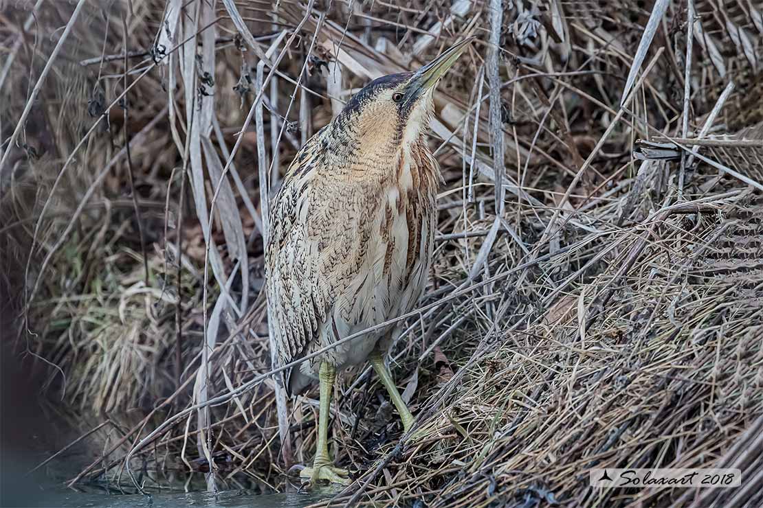 Botaurus stellaris: Tarabuso; Eurasian Bittern