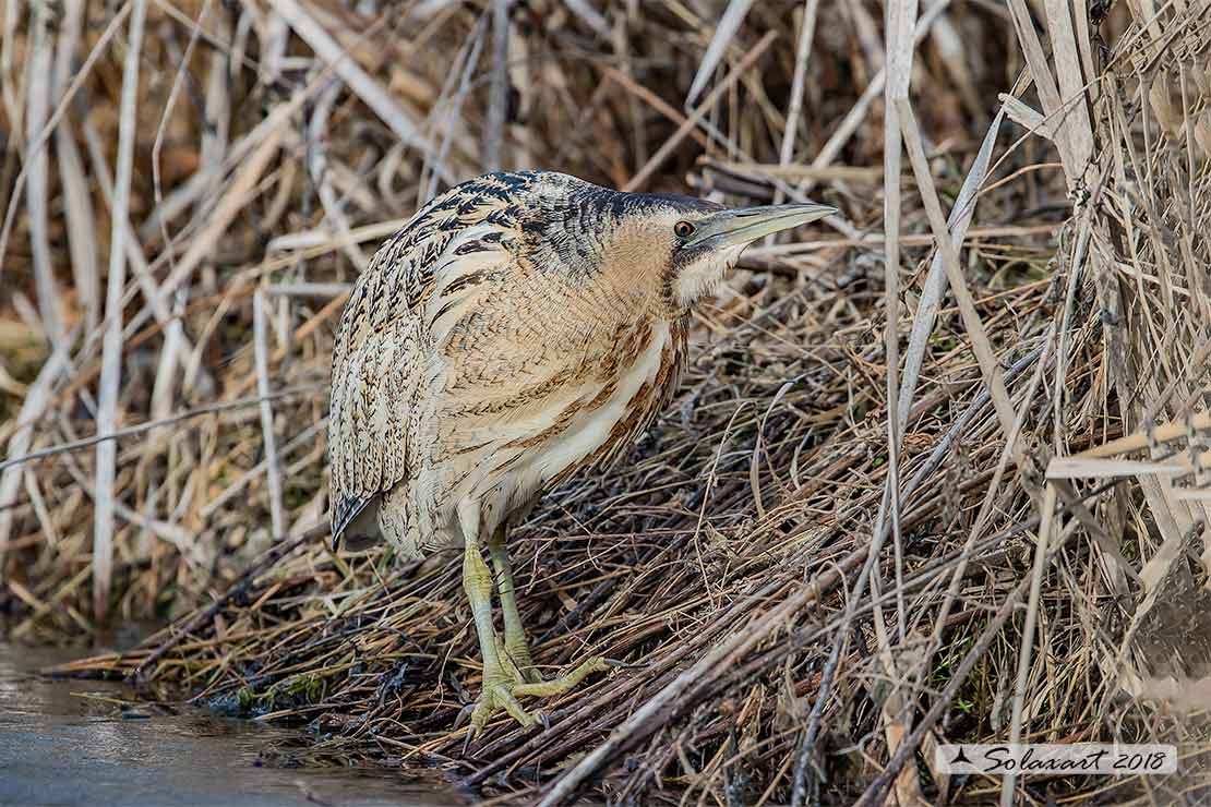 Botaurus stellaris: Tarabuso; Eurasian Bittern