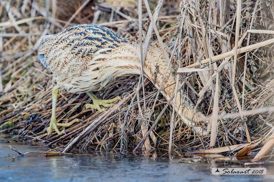 Botaurus stellaris: Tarabuso; Eurasian Bittern