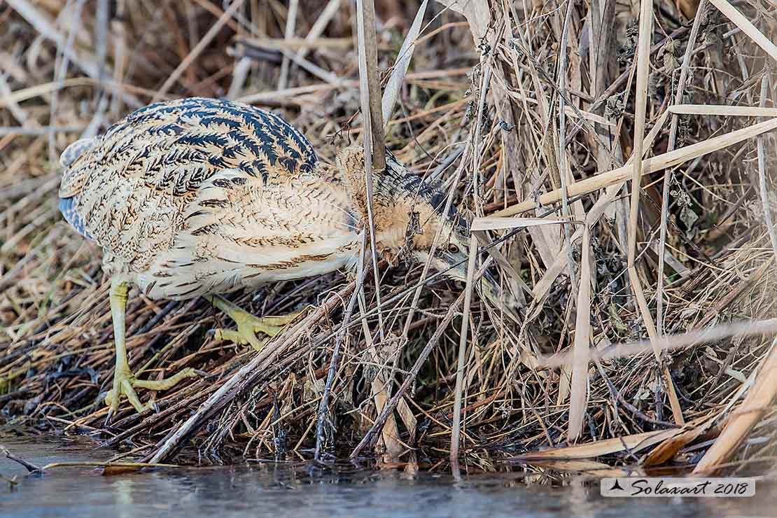 Botaurus stellaris: Tarabuso; Eurasian Bittern