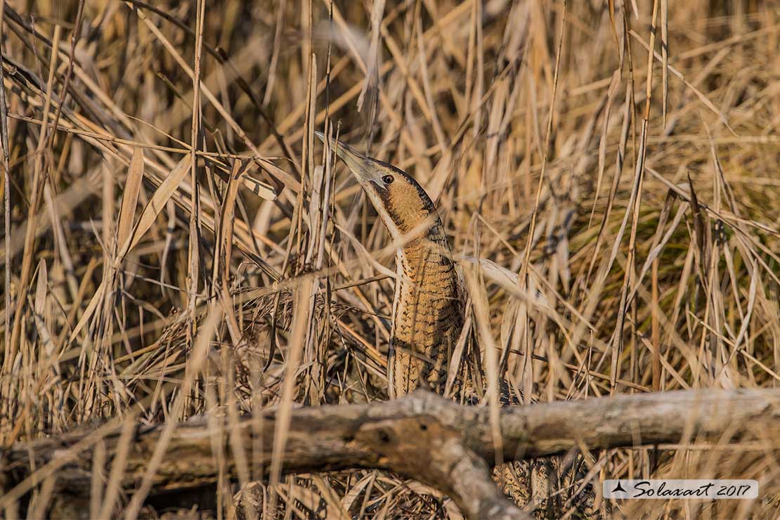 Botaurus stellaris: Tarabuso; Eurasian Bittern