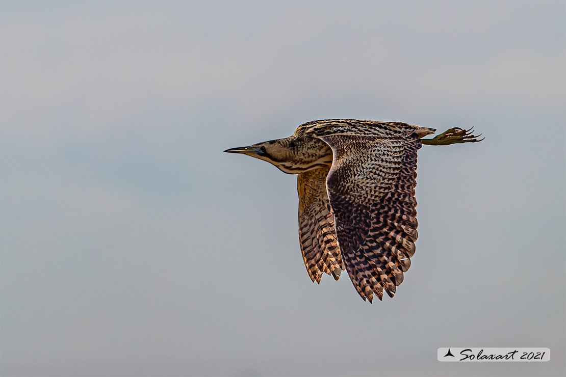 Botaurus stellaris: Tarabuso; Eurasian Bittern